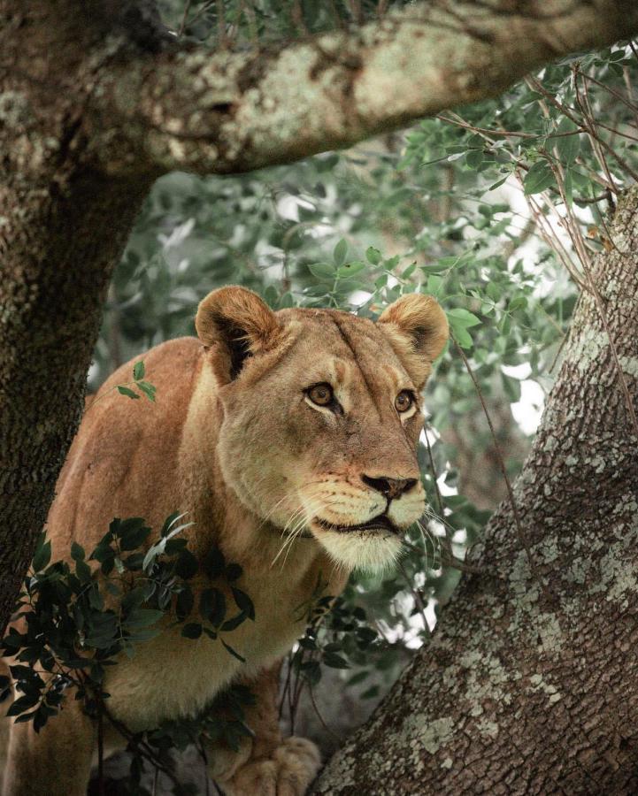 Amakhosi Safari Lodge&Spa Magudu Exteriör bild